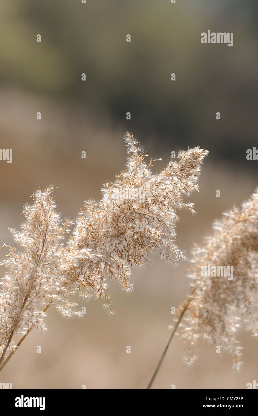 Reeds growing by the side of a reservoir Stock Photo - Alamy