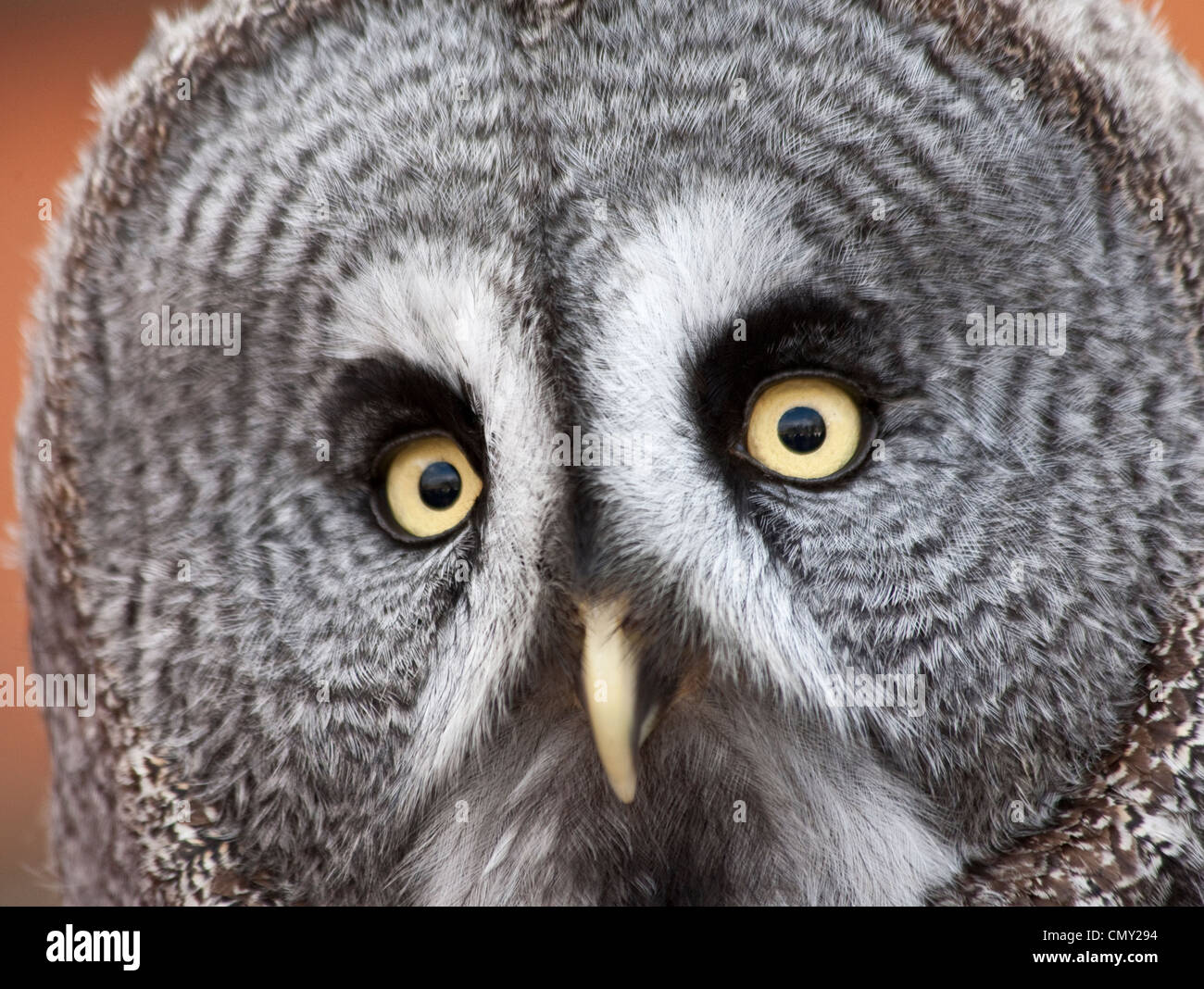 Great Grey owl face Stock Photo