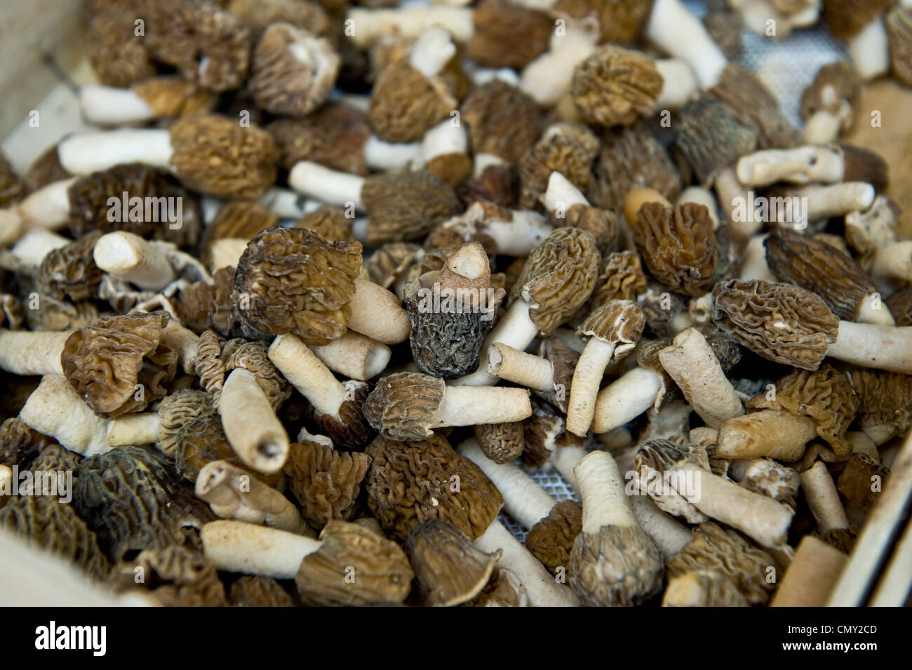 Dried Shiitake mushrooms known to be used in Japanese cuisine Stock