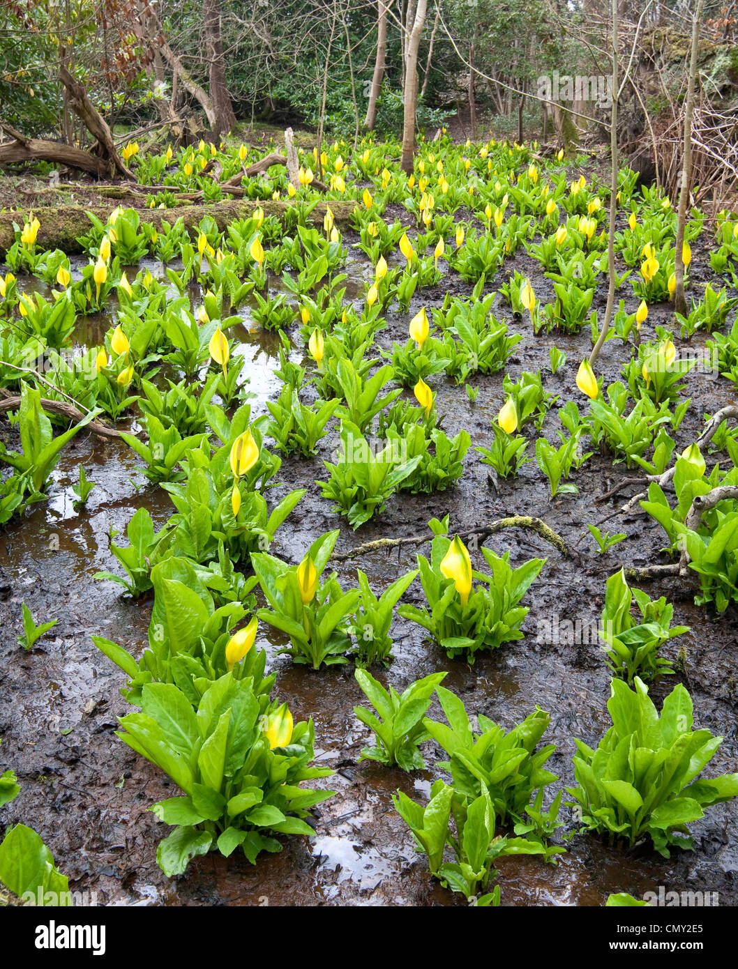Lysichiton Americanus Yellow Skunk Cabbage Flower Stock Photo