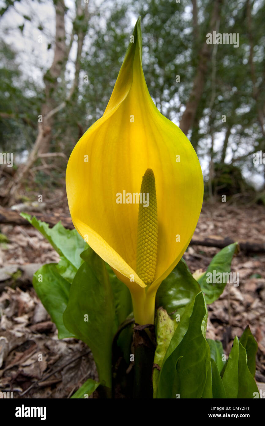 Lysichiton Americanus Yellow Skunk Cabbage Flower Stock Photo
