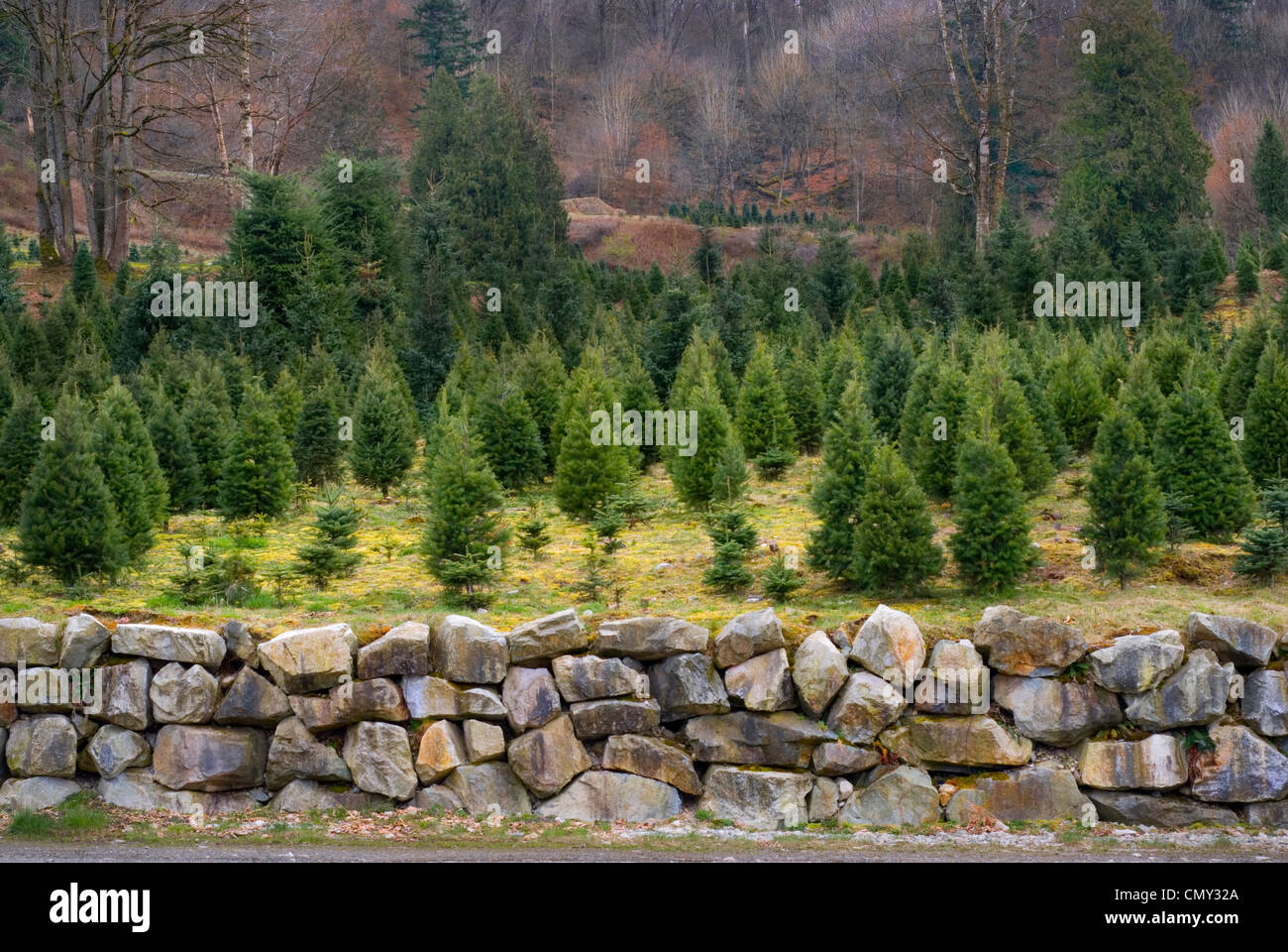 Stone wall and Christmas tree farm, Abbotsford, British Columbia Stock