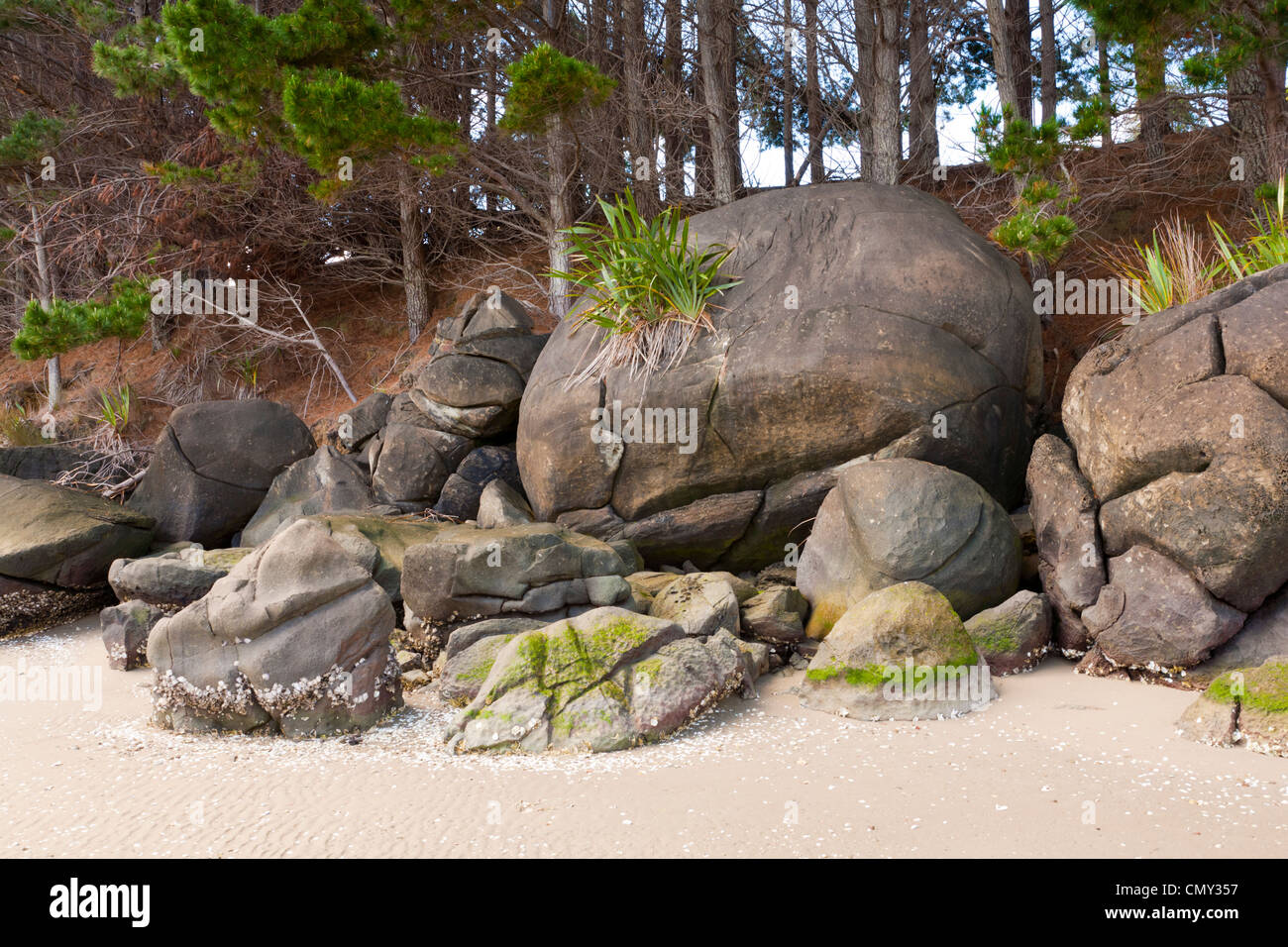 Concretions on Koutu Beach at Hokianga Harbour, Northland, in the North Island of New Zealand Stock Photo