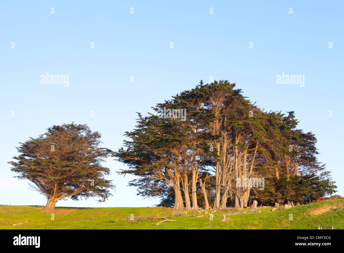 Cupressus Macrocarpa, Monterey Cypress, growing in New Zealand, where it is often used for