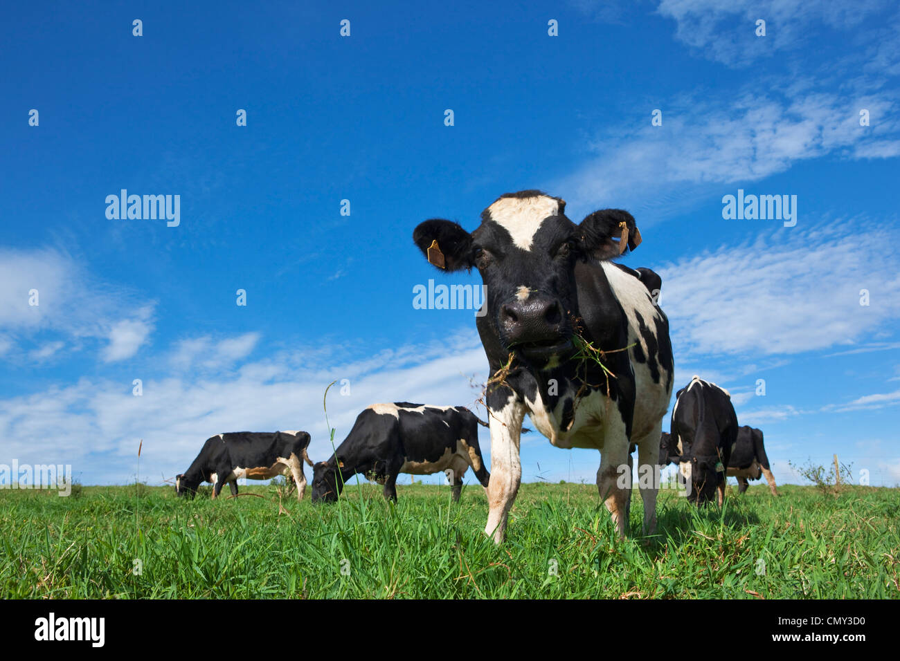 Dairy cows grazing in green pastures. Millaa Millaa, Atherton Tablelands, Queensland, Australia Stock Photo