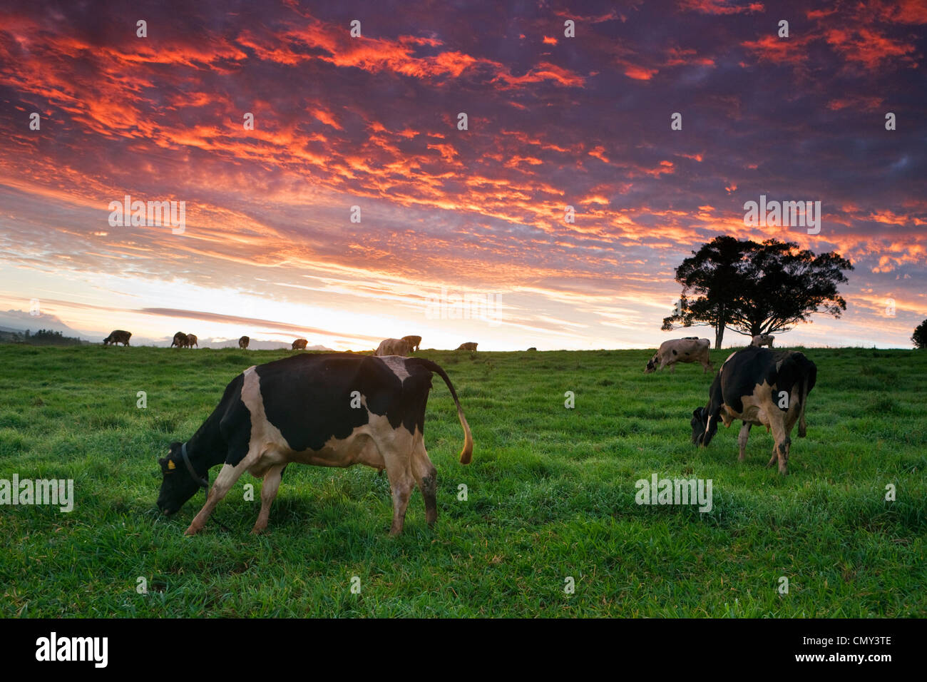 Dairy cows grazing in pastures at twilight. Millaa Millaa, Atherton Tablelands, Queensland, Australia Stock Photo