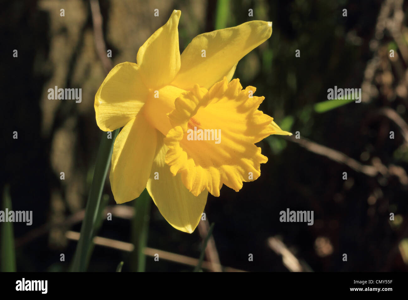 Daffodil Narcissus A yellow Spring Flower Stock Photo