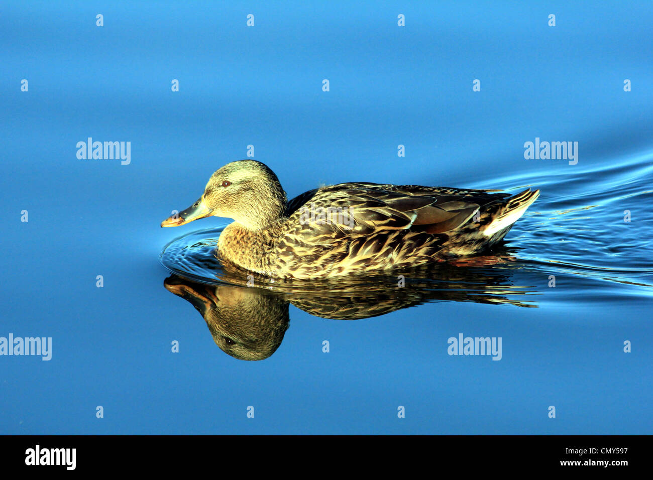 Mallard Anas platyrhynchos a dabbling duck Family Anatidae Stock Photo