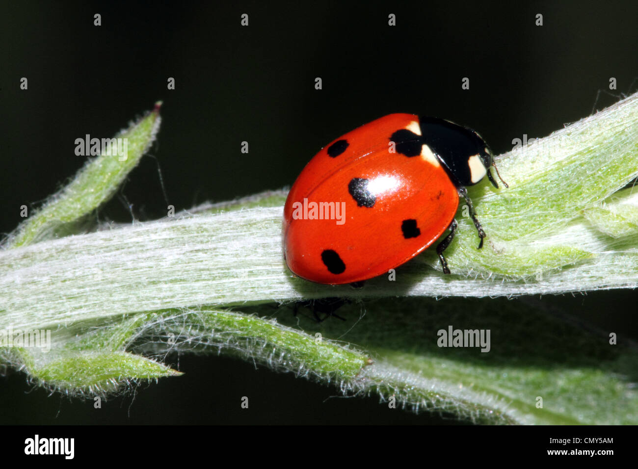 7-Spot Ladybird or Ladybug  Coccinella septempunctata Family Coccinellidae Stock Photo