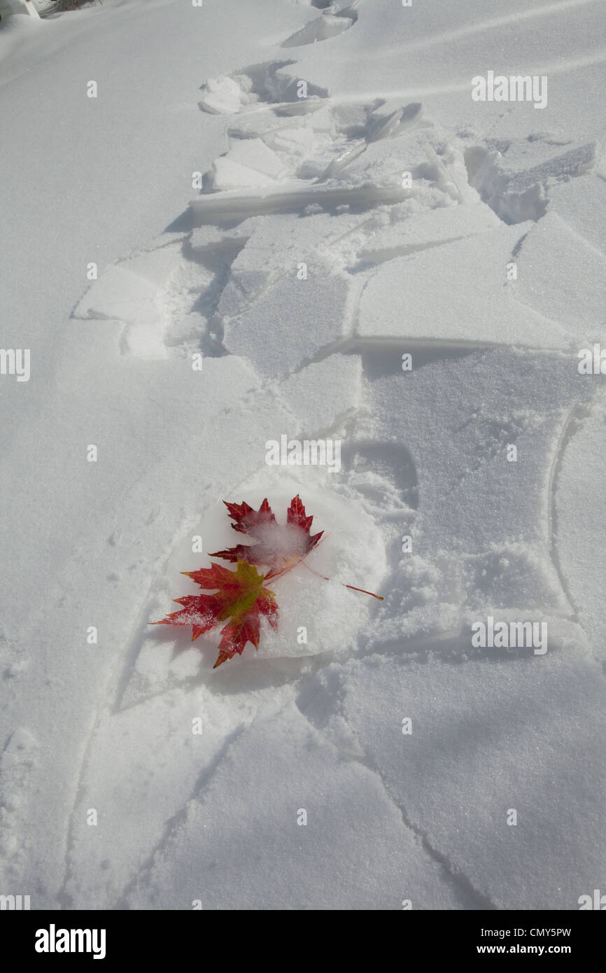 Canadian maple leaves of autumn caught frozen in winter Stock Photo - Alamy