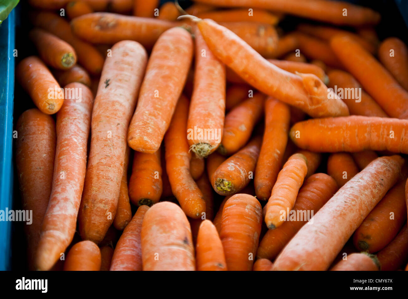 A bunch of organic carrots. Stock Photo