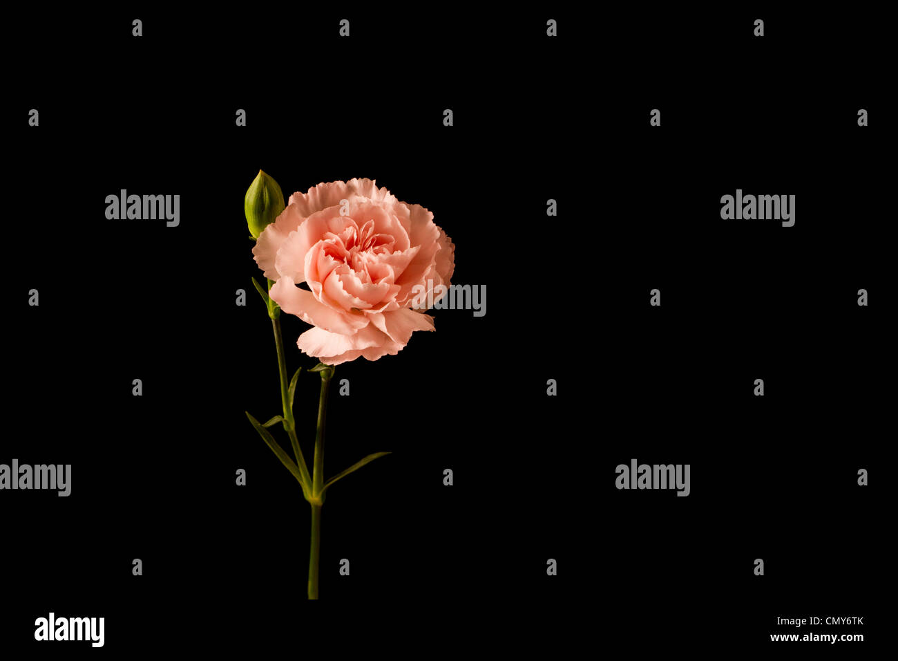 Pink Carnation against a black background Stock Photo - Alamy