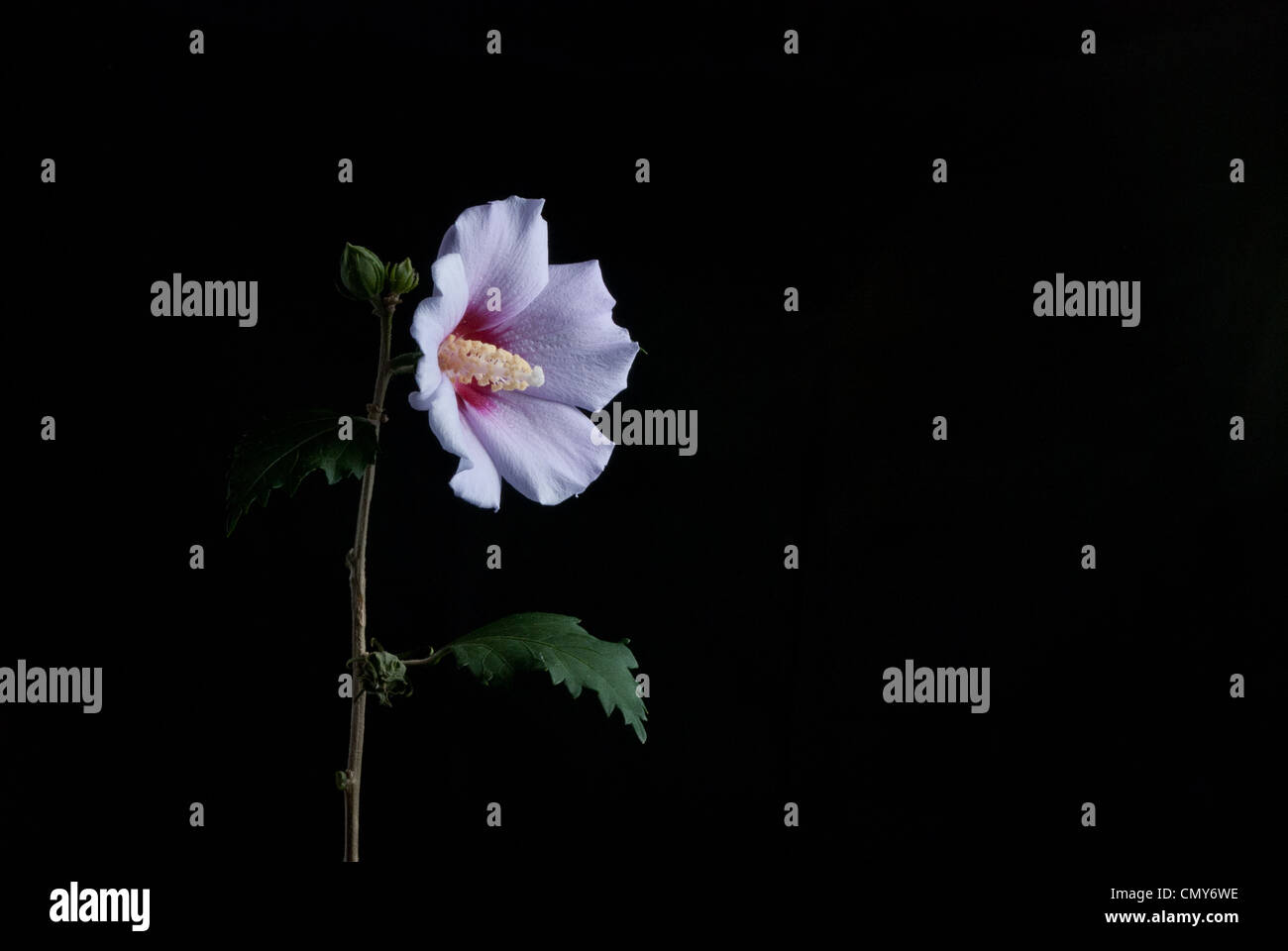 Rose of Sharon against a black background Stock Photo - Alamy