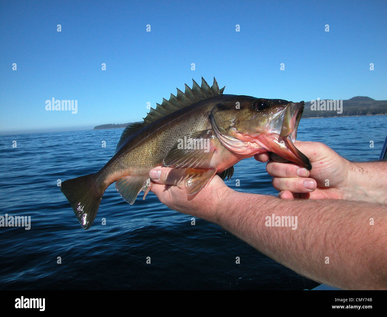 Silvergrey hires stock photography and images Alamy