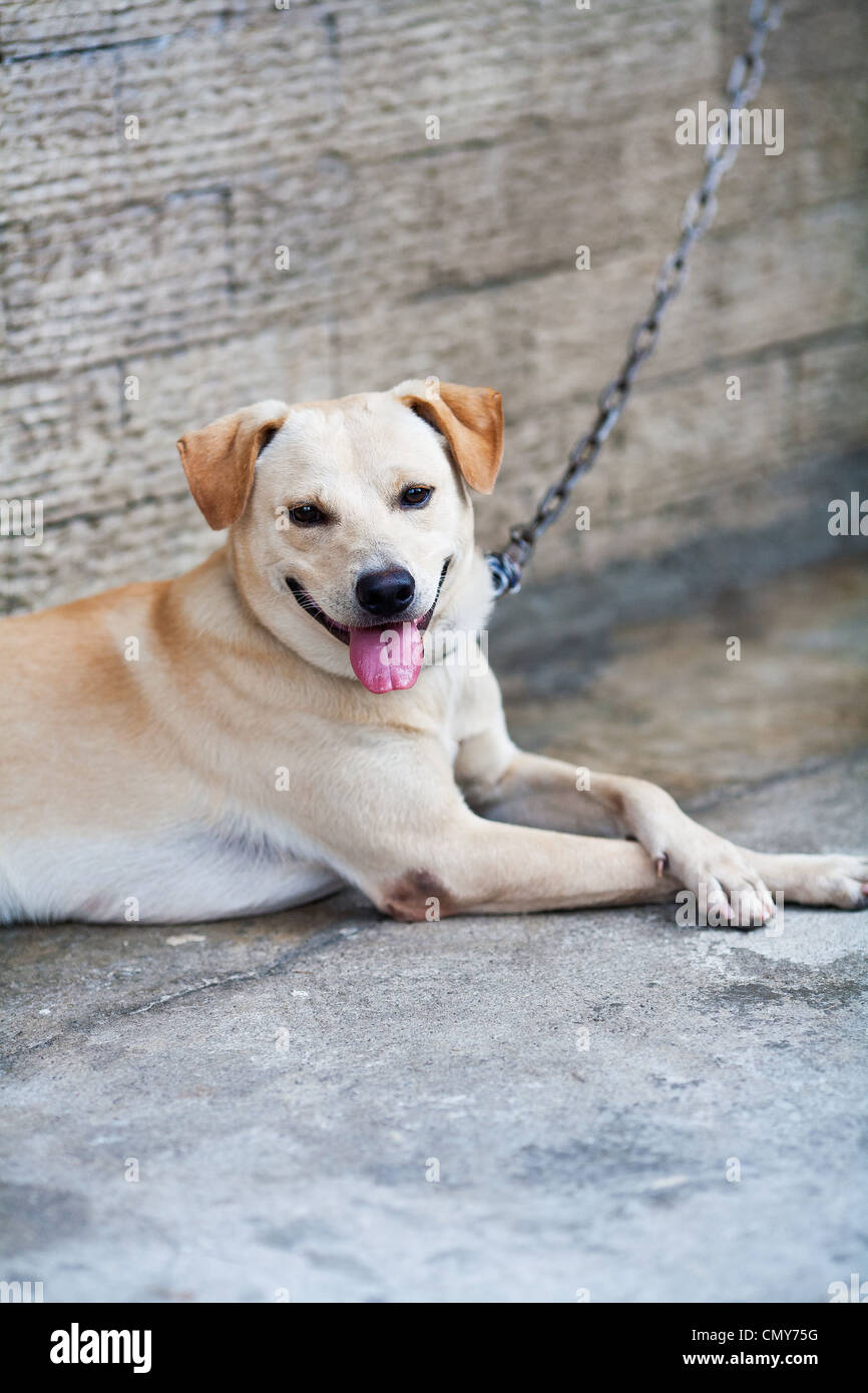 A dog chained to a wall relaxes outside a home in Antipolo, Rizal Province, Philippines. Stock Photo
