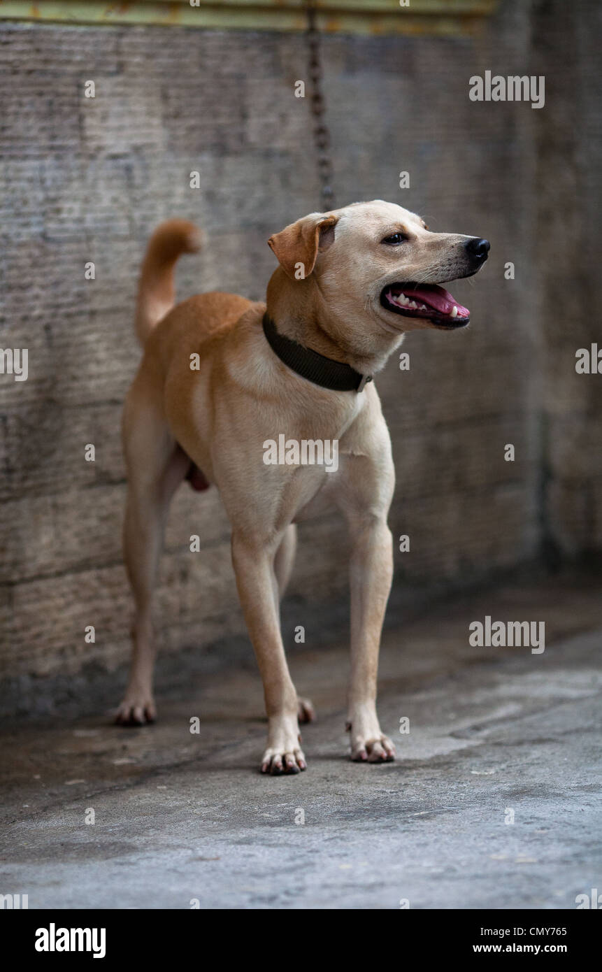 A dog chained to a wall stands to greet visitors outside a home in Antipolo, Rizal Province, Philippines. Stock Photo