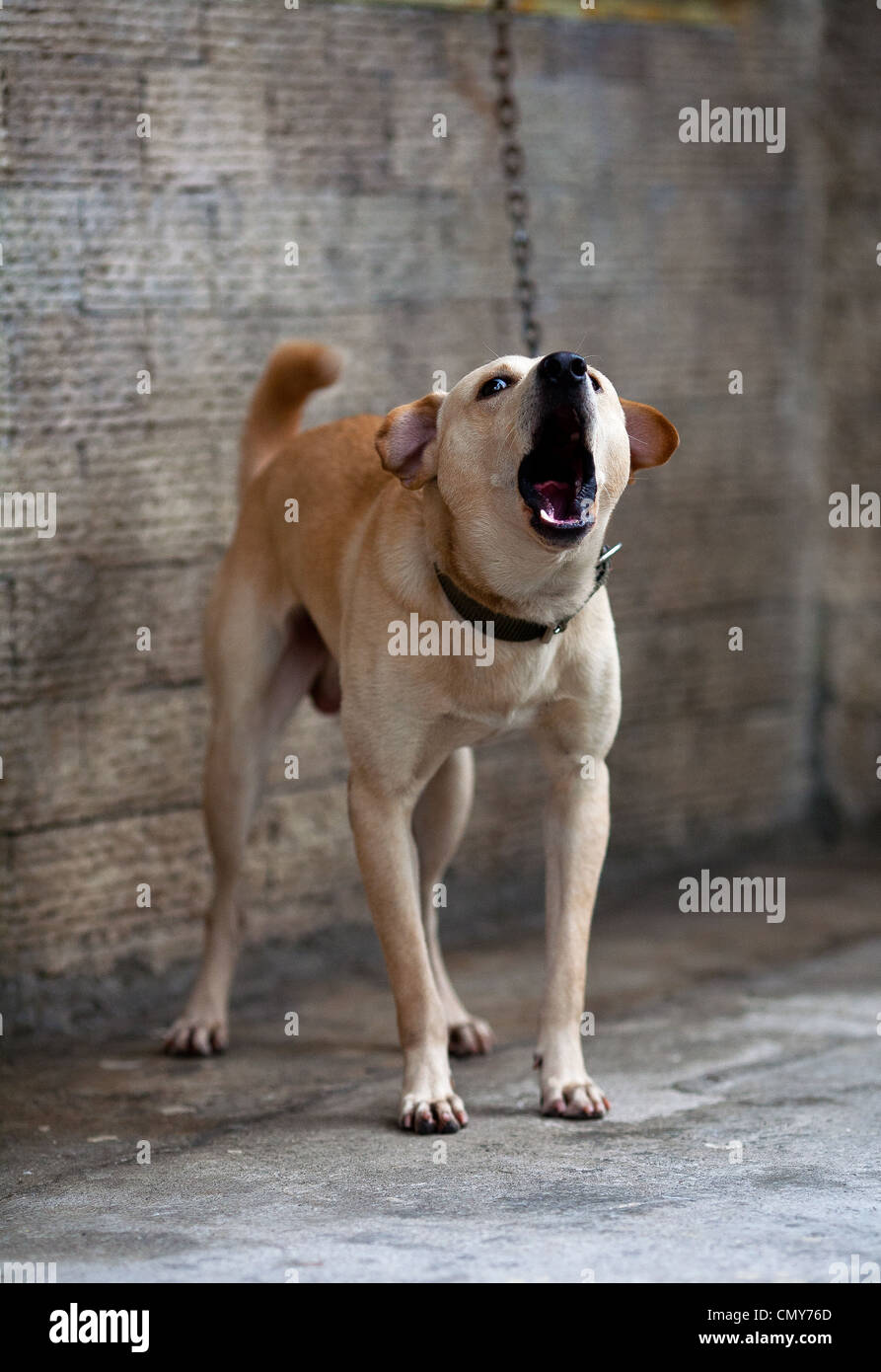 A dog chained to a wall barks outside a home in Antipolo, Rizal Province, Philippines. Stock Photo