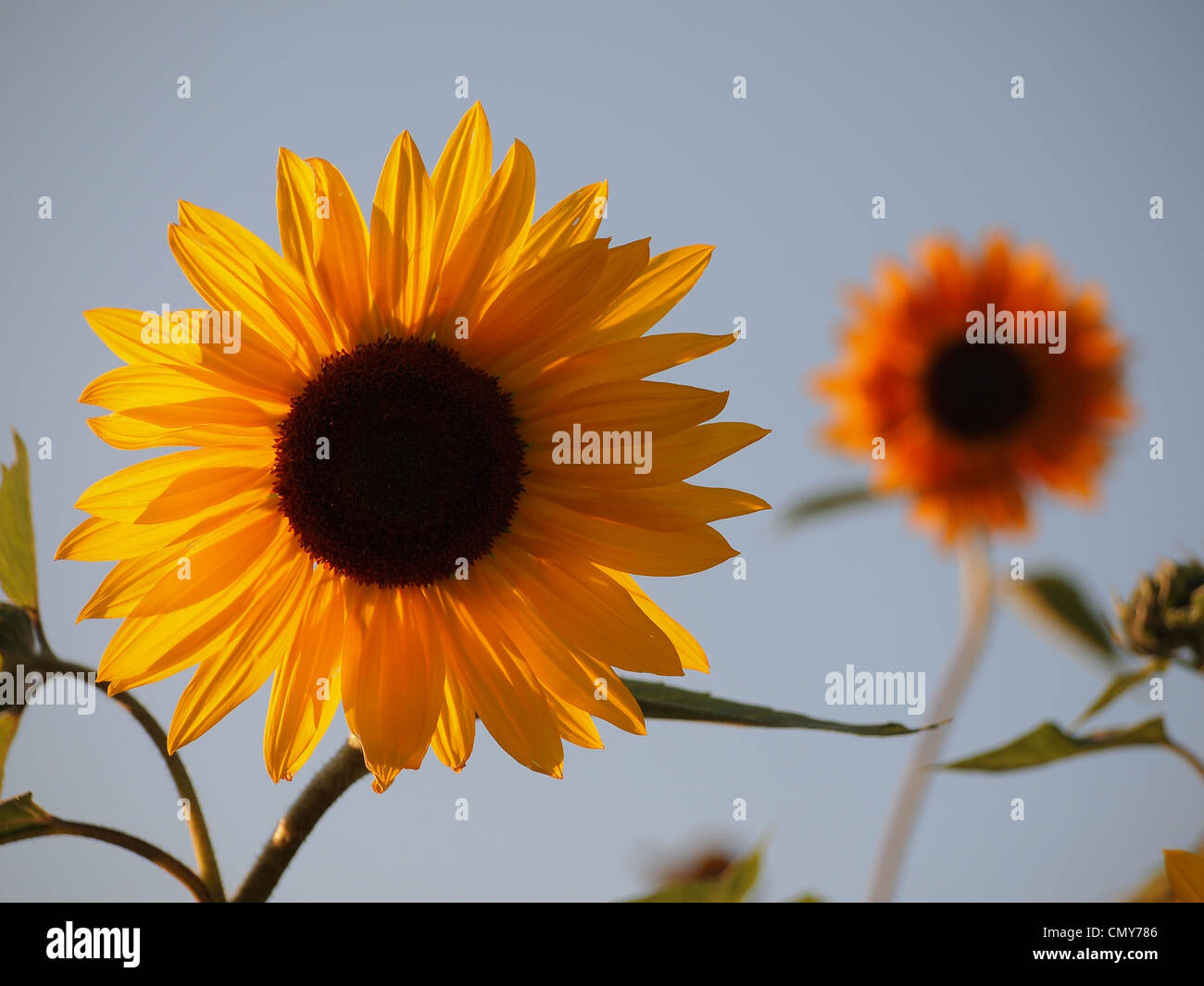 Sunflowers helianthus annuus hires stock photography and images Alamy