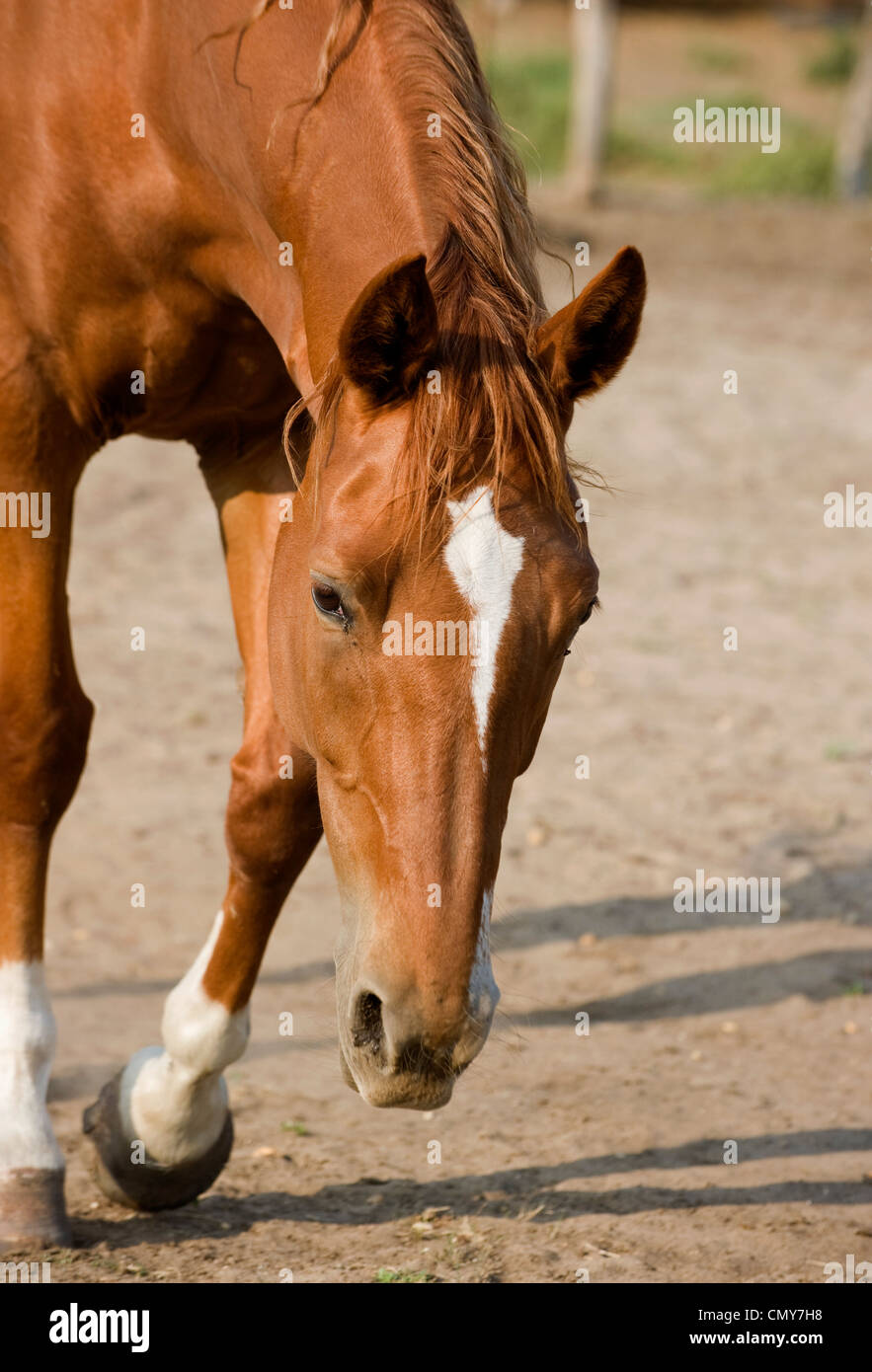 farm,  horse,  field,  stallion,  grass,  animal,  colt,  brown,  head,  equine,  sport,  gallop,  mare,  race, Stock Photo