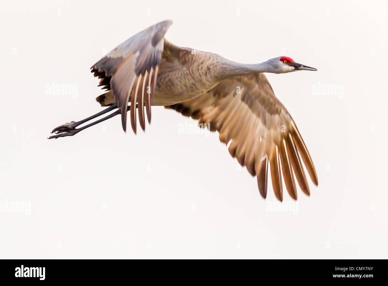 Sandhill Crane (Grus canadensis) flying out to feed in the cornfields surrounding the Platte River near Kearney, Nebraska. Stock Photo