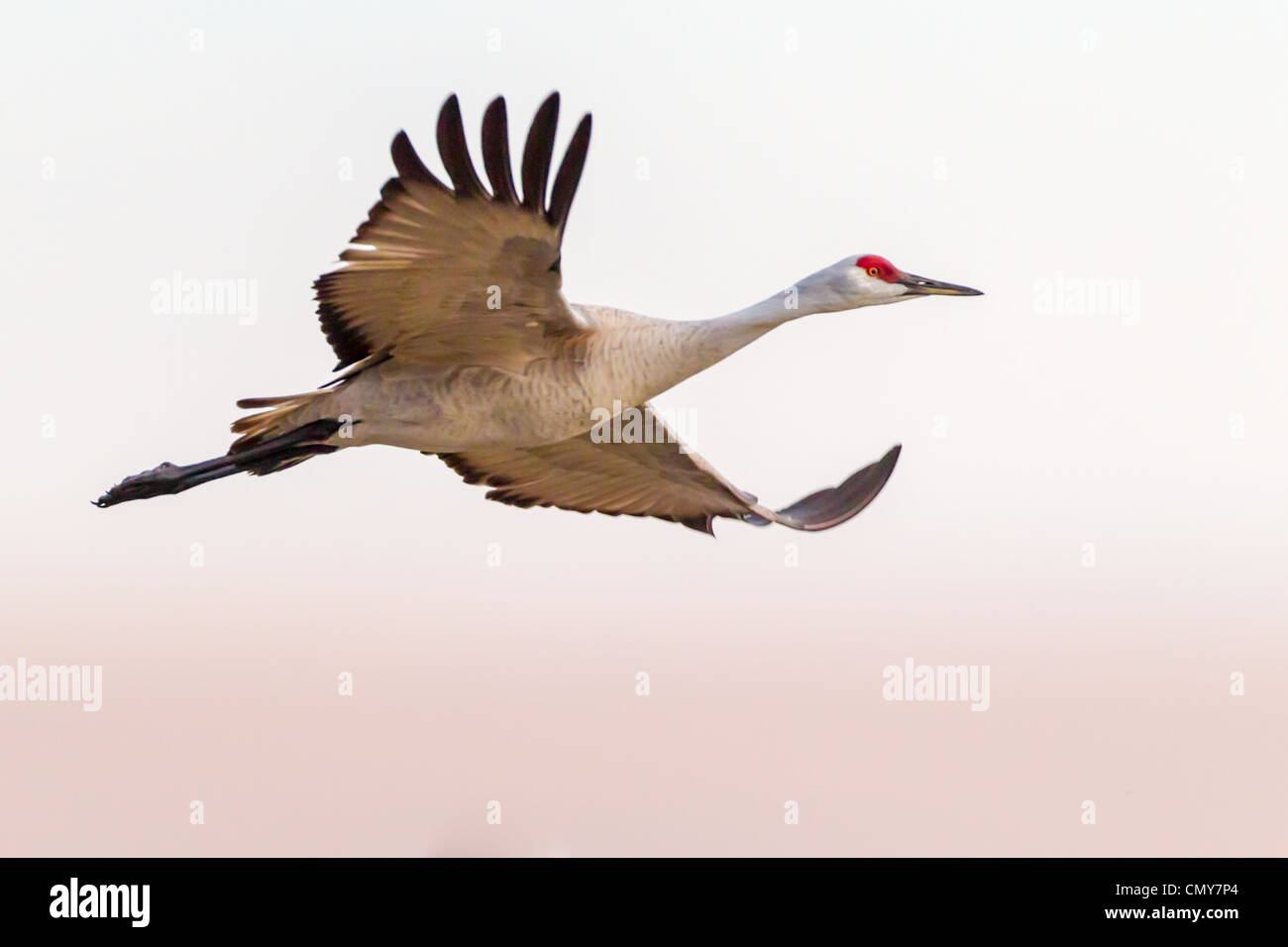 Sandhill Crane (Grus canadensis) flying out to feed in the cornfields surrounding the Platte River near Kearney, Nebraska. Stock Photo