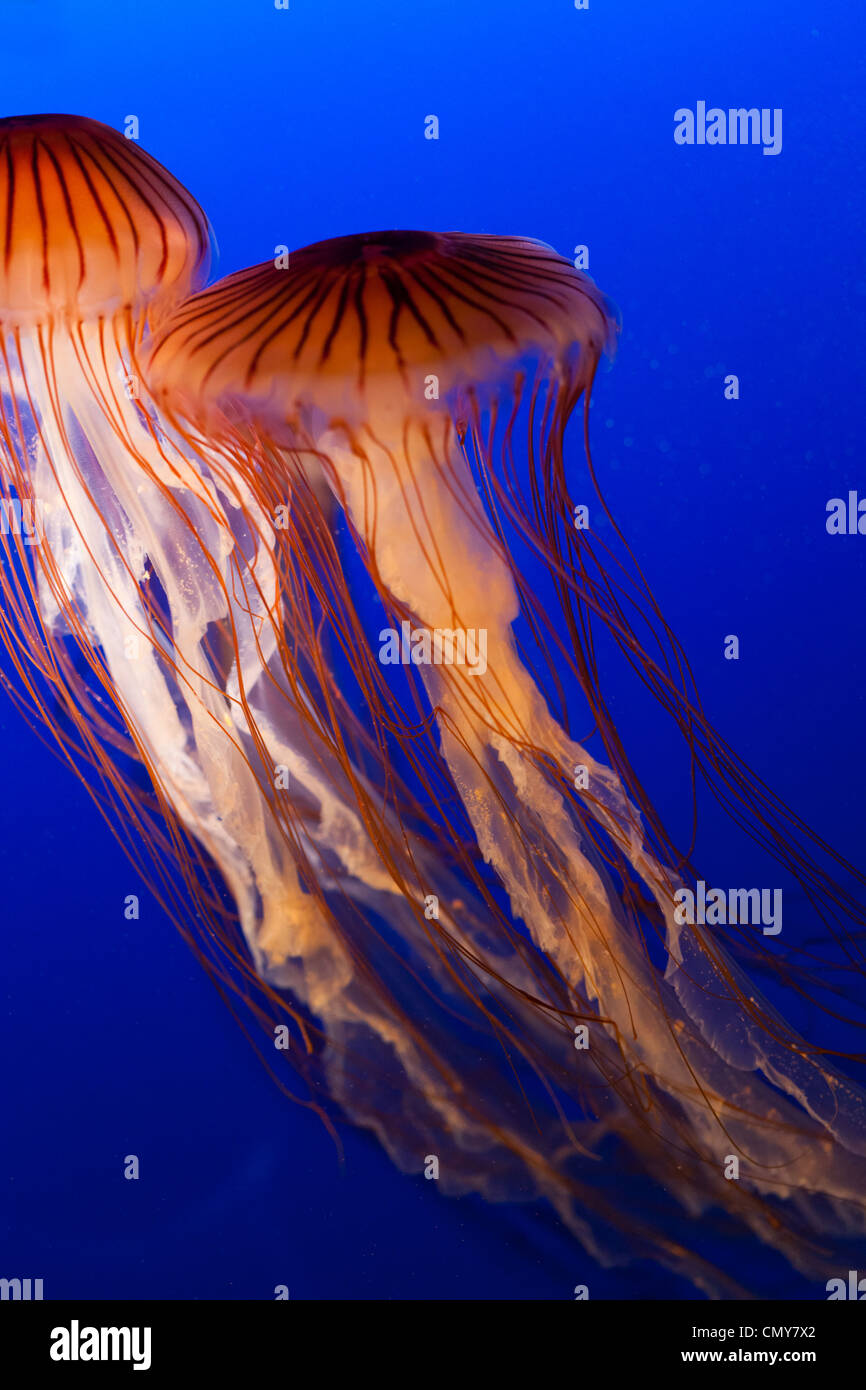 jellyfish with blue ocean water Stock Photo