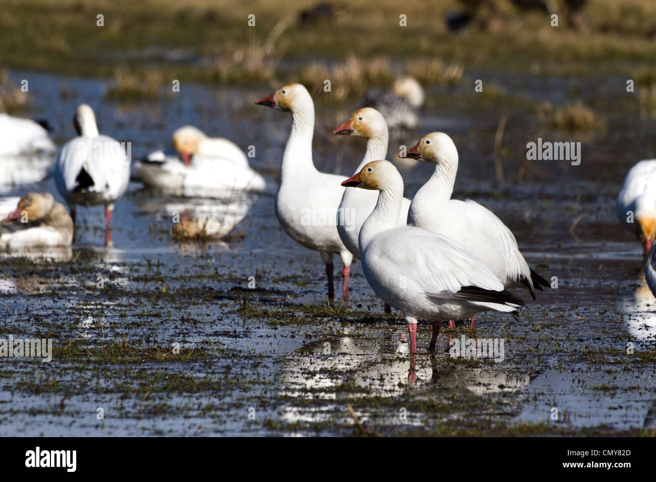 Snow Goose, migratory bird close up shot Stock Photo