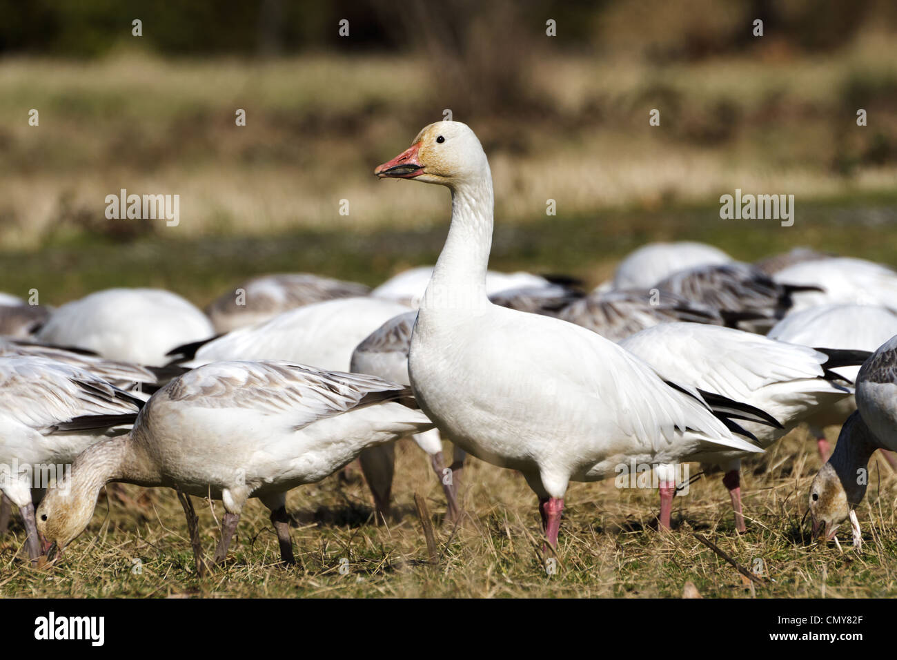 Snow Goose, migratory bird close up shot Stock Photo