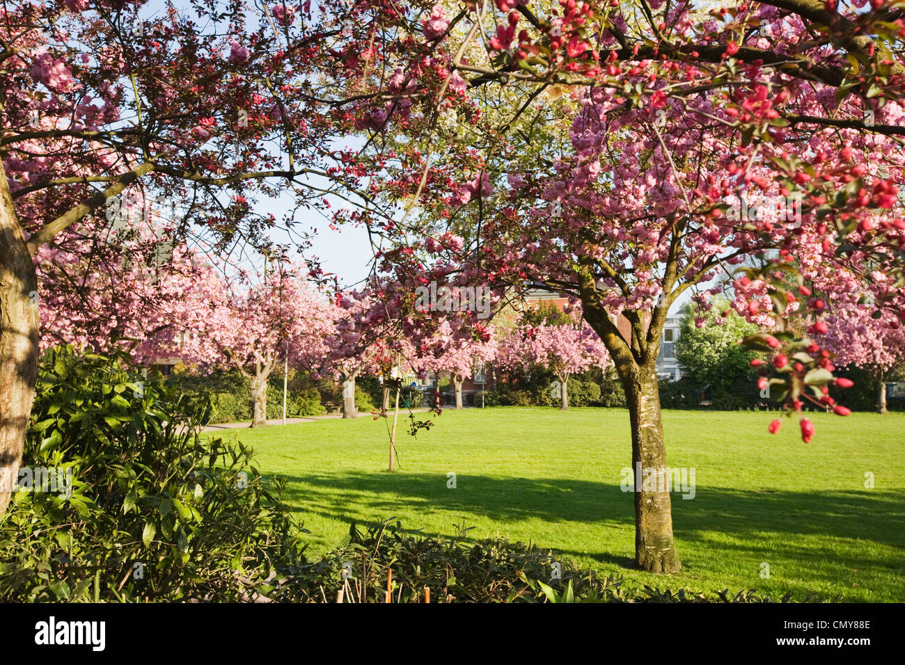 Row of cherry blossom trees hi-res stock photography and images - Alamy