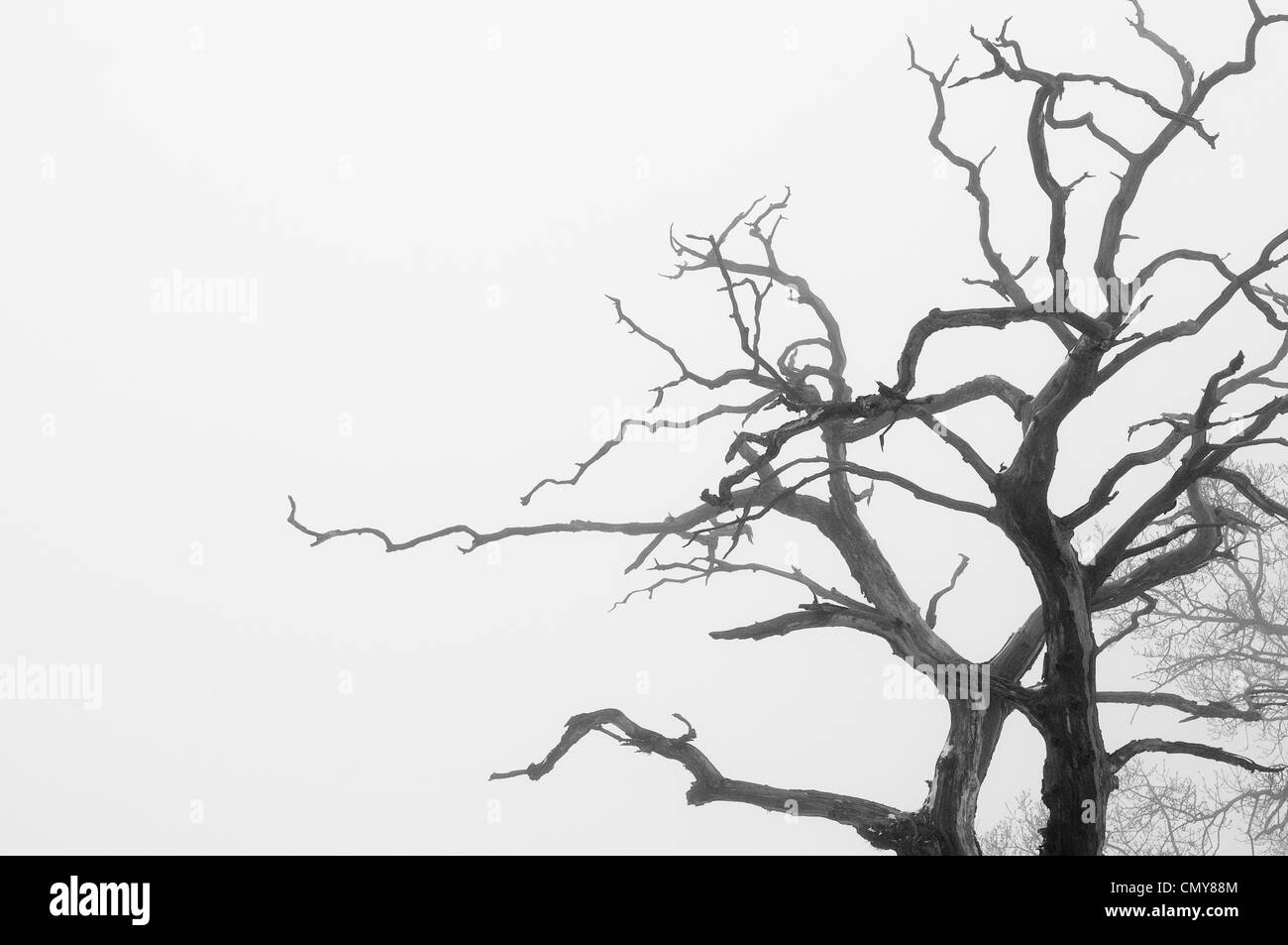 Winter In Black And White >> Bare Tree Branches In Silhouette On A Misty Winter Day Black And Winter In Black And White >> Bare Tree Branches In Silhouette On A Misty Winter Day Black And
