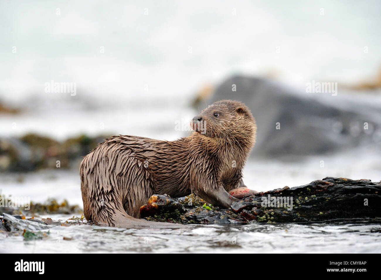 Otter (Lutra lutra) Stock Photo
