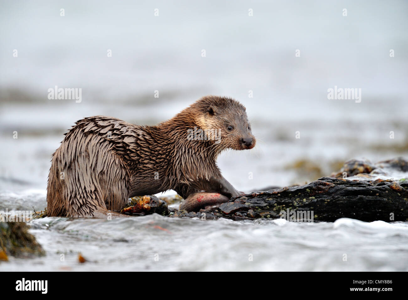 Otter (Lutra lutra) Stock Photo