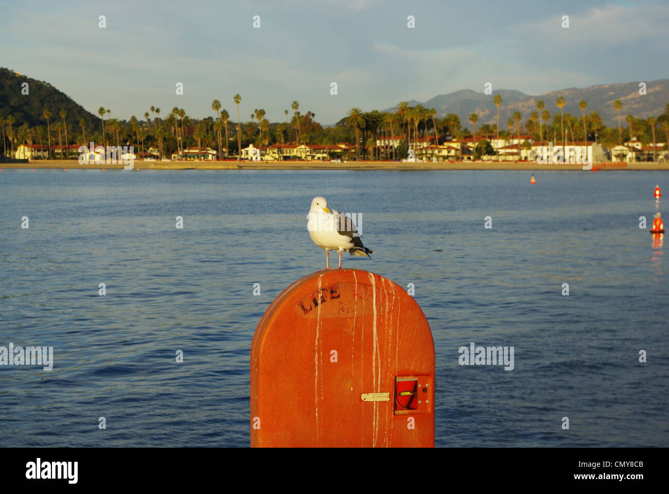 Seagull in the morning, Santa Barbara, California Stock Photo