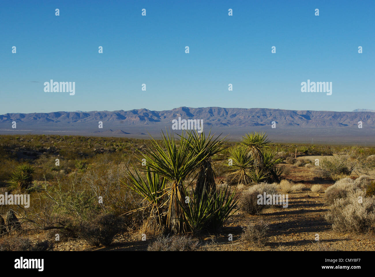 Yucca, mountains and high desert, Nevada Stock Photo Alamy