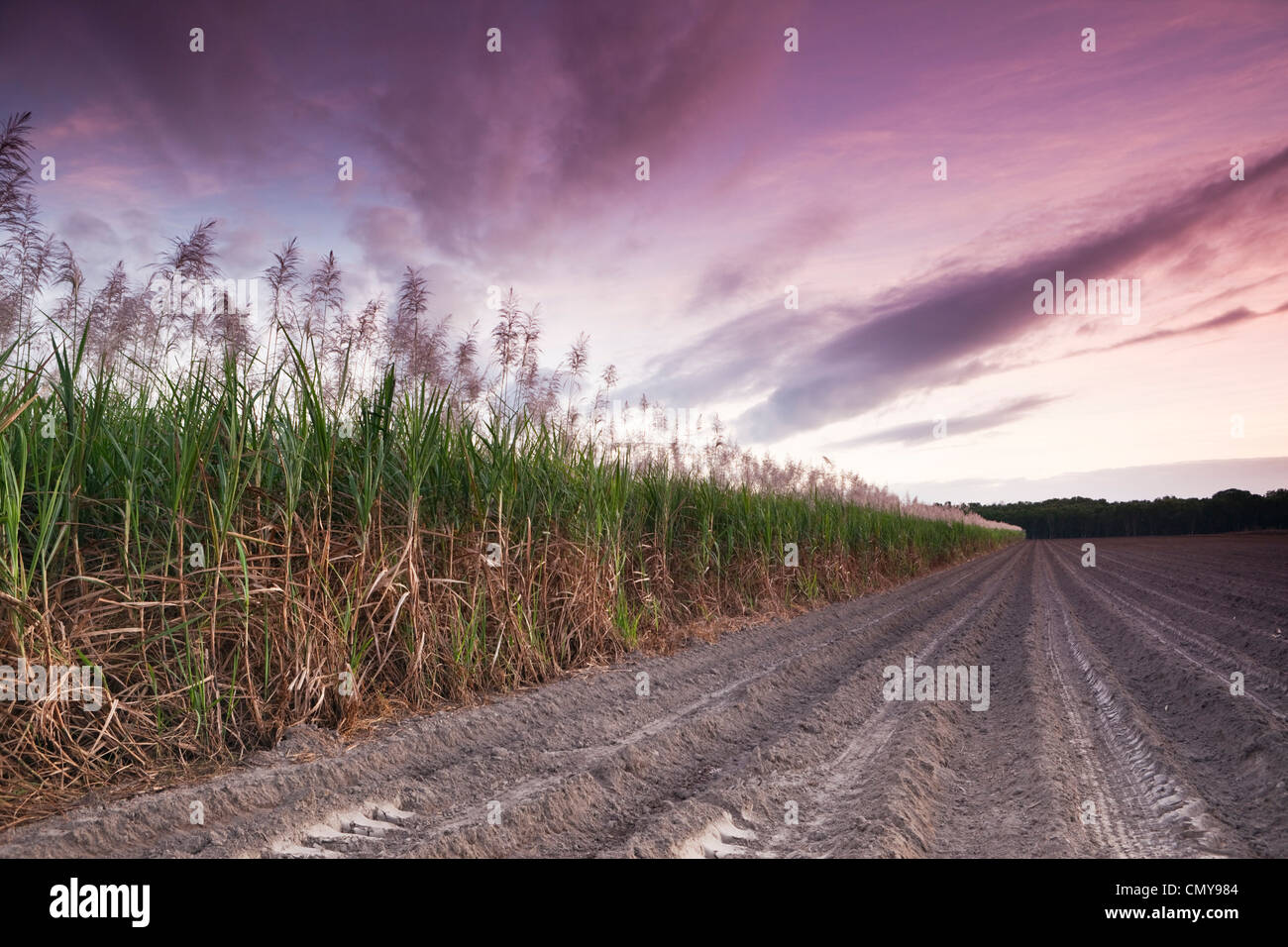 Cane field at twilight.  Mossman, Queensland, Australia Stock Photo