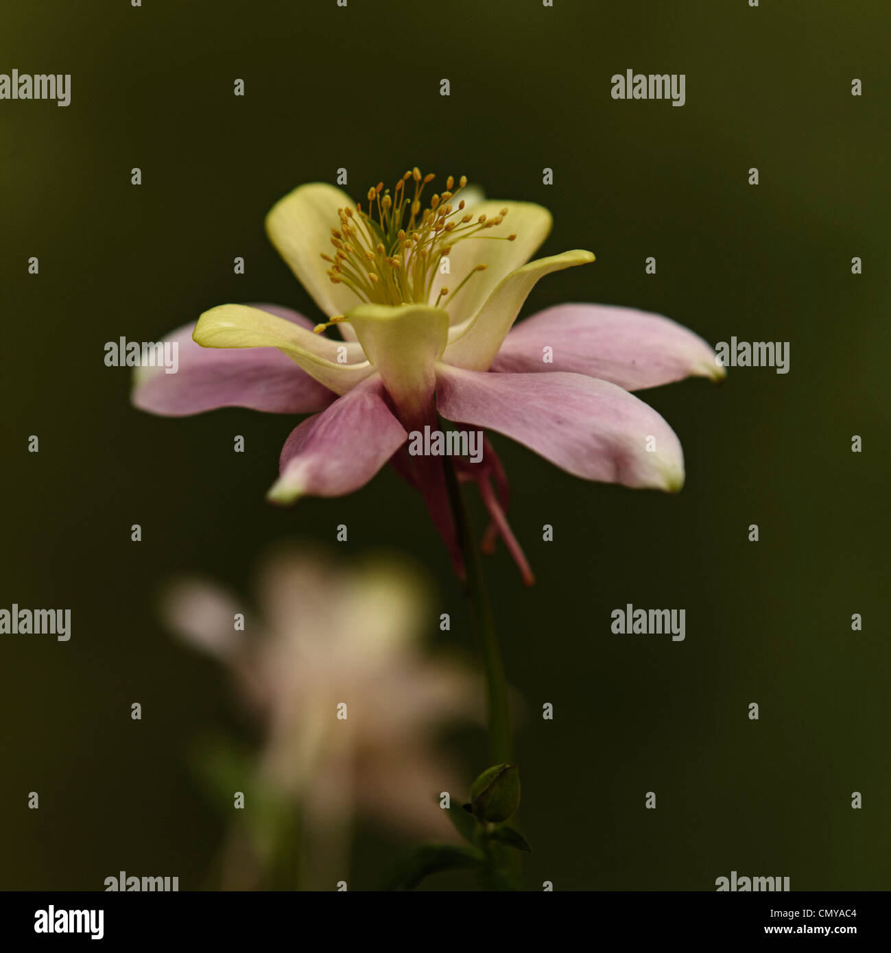 Akelei flower, close up Stock Photo