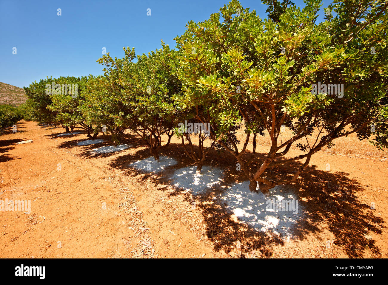 Mastic Trees being prepared for the mastic harvest by having fresh white earth spreads under the tress, Chios Island Greece Stock Photo