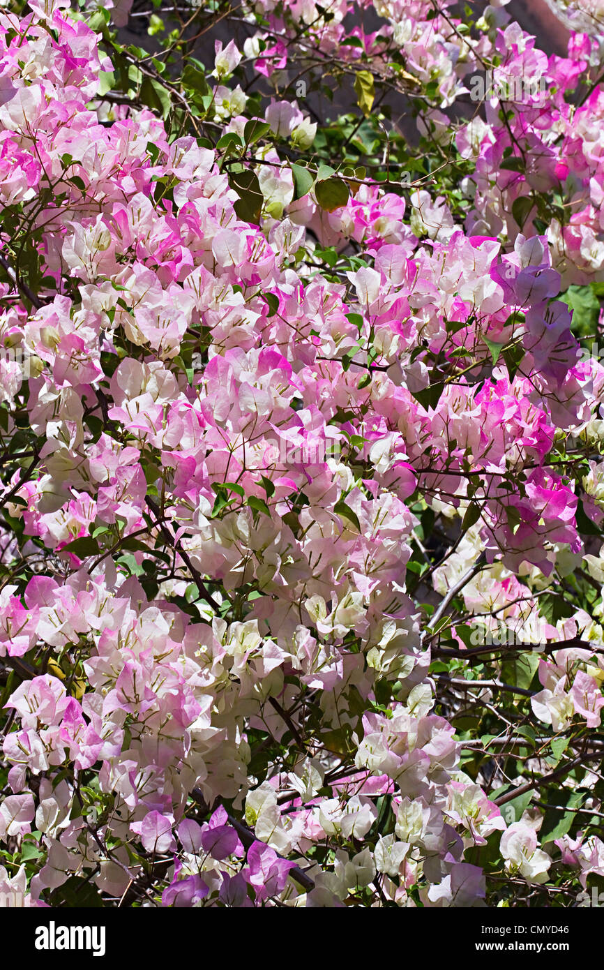 Pink and white Bougainvillea growing in garden at this popular surf