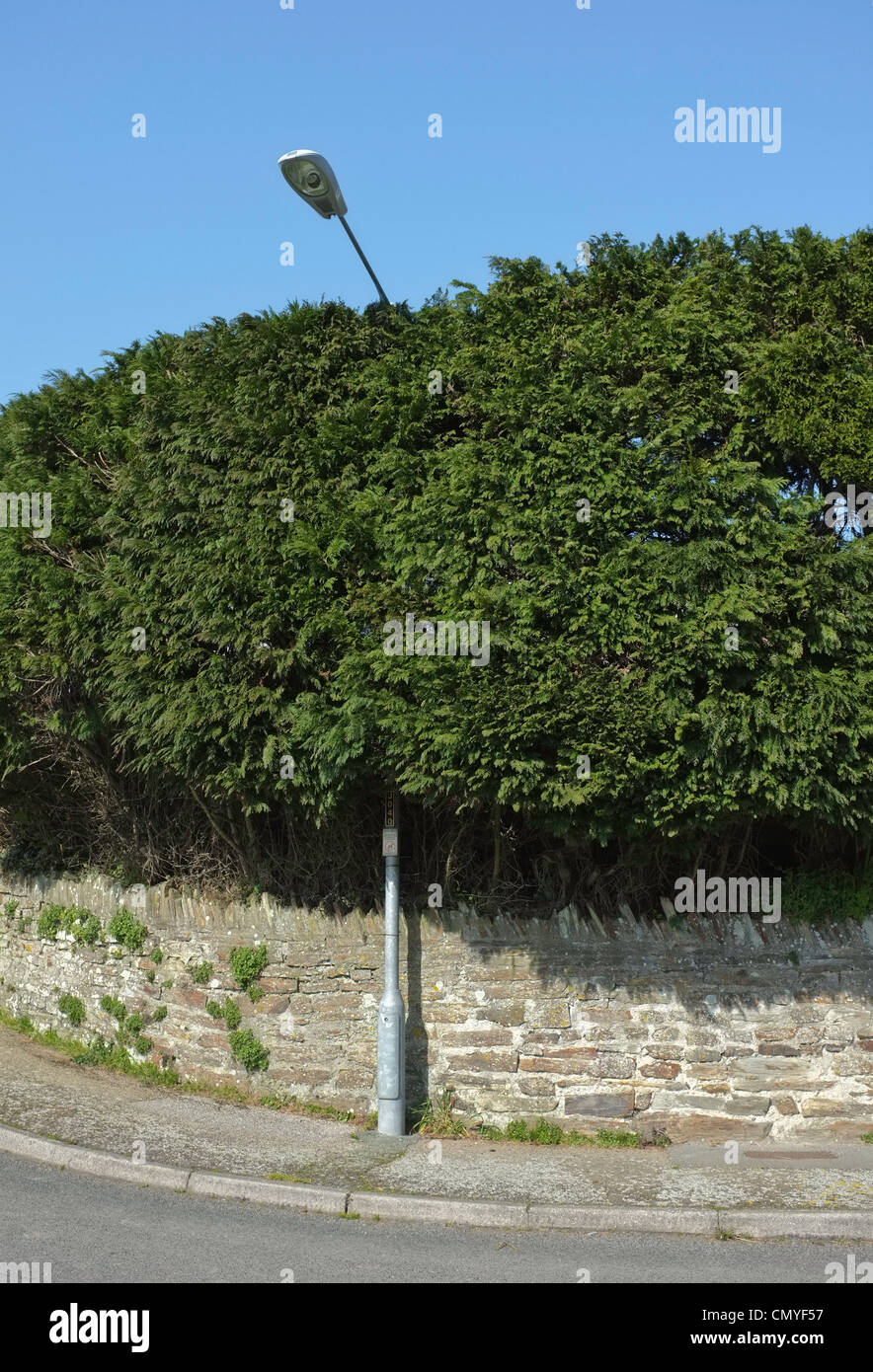 A lampost growing through a large Leylandii in Penryn, Cornwall Stock Photo