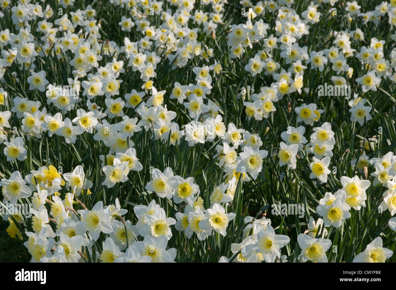 Massed daffodils in full bloom - white with yellow centers Stock Photo