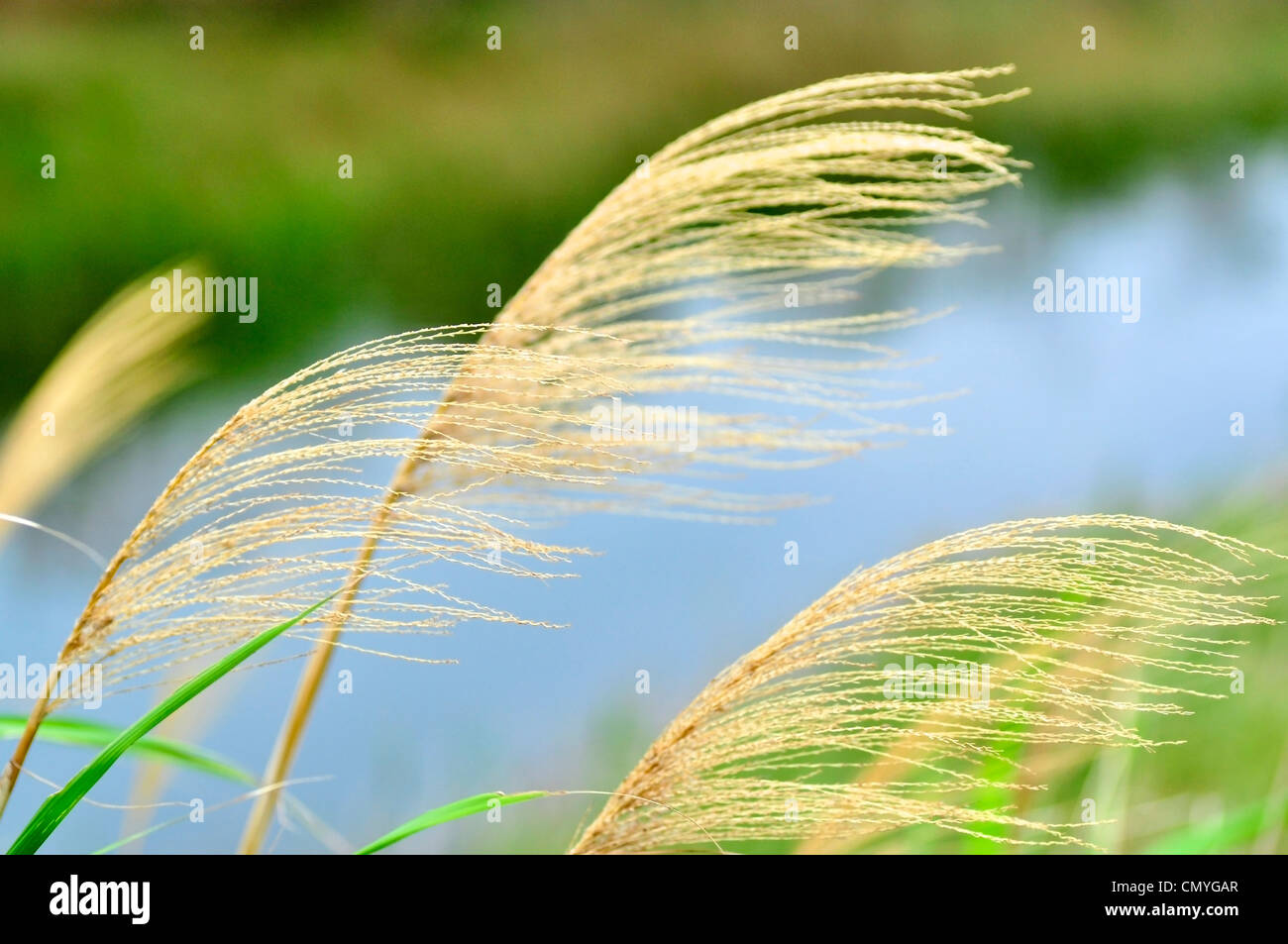 Filigrane hi-res stock photography and images - Alamy