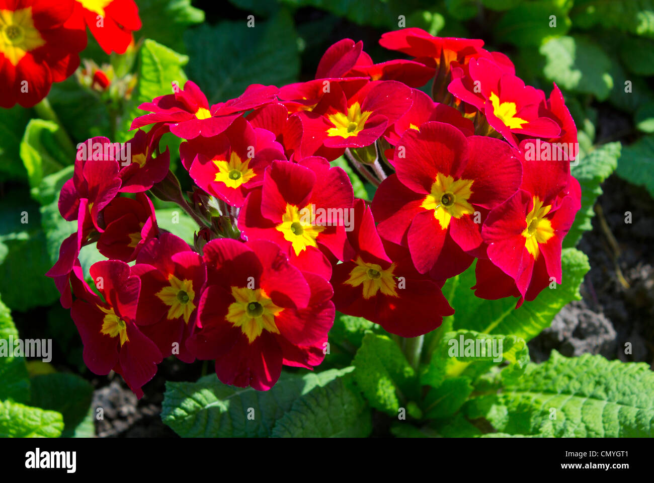Red pansies in bloom Stock Photo