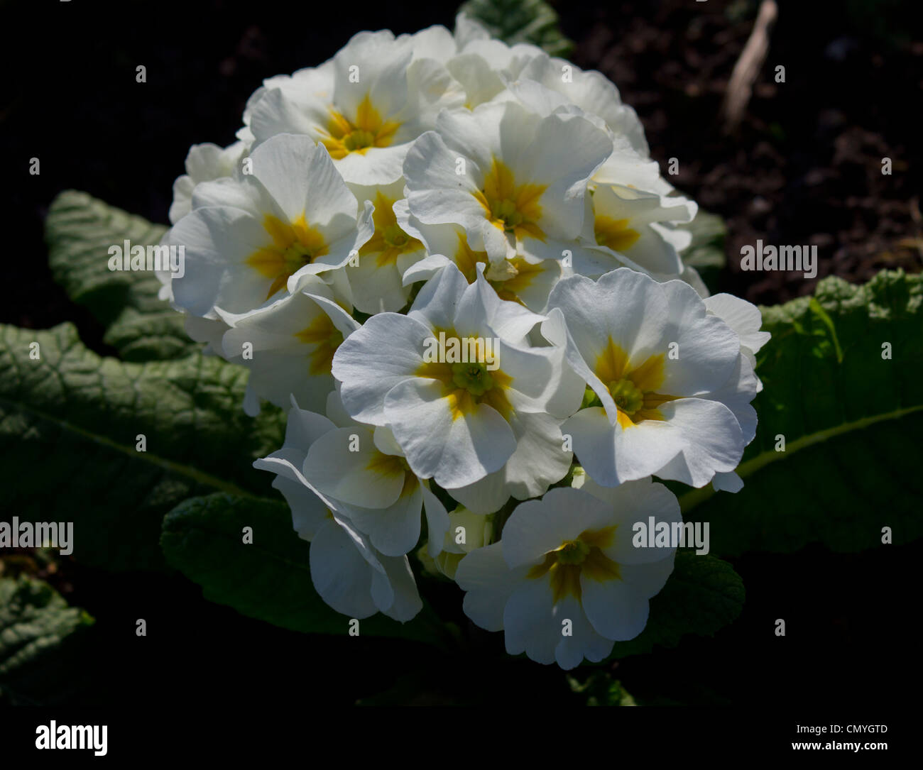 White pansies in bloom Stock Photo