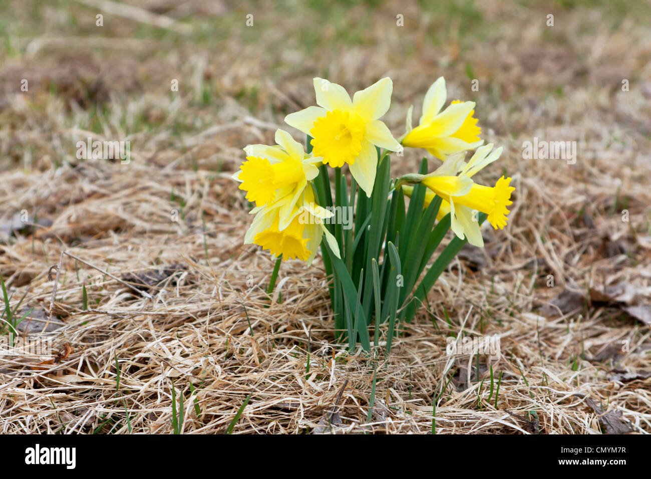 yellow daffodil Stock Photo