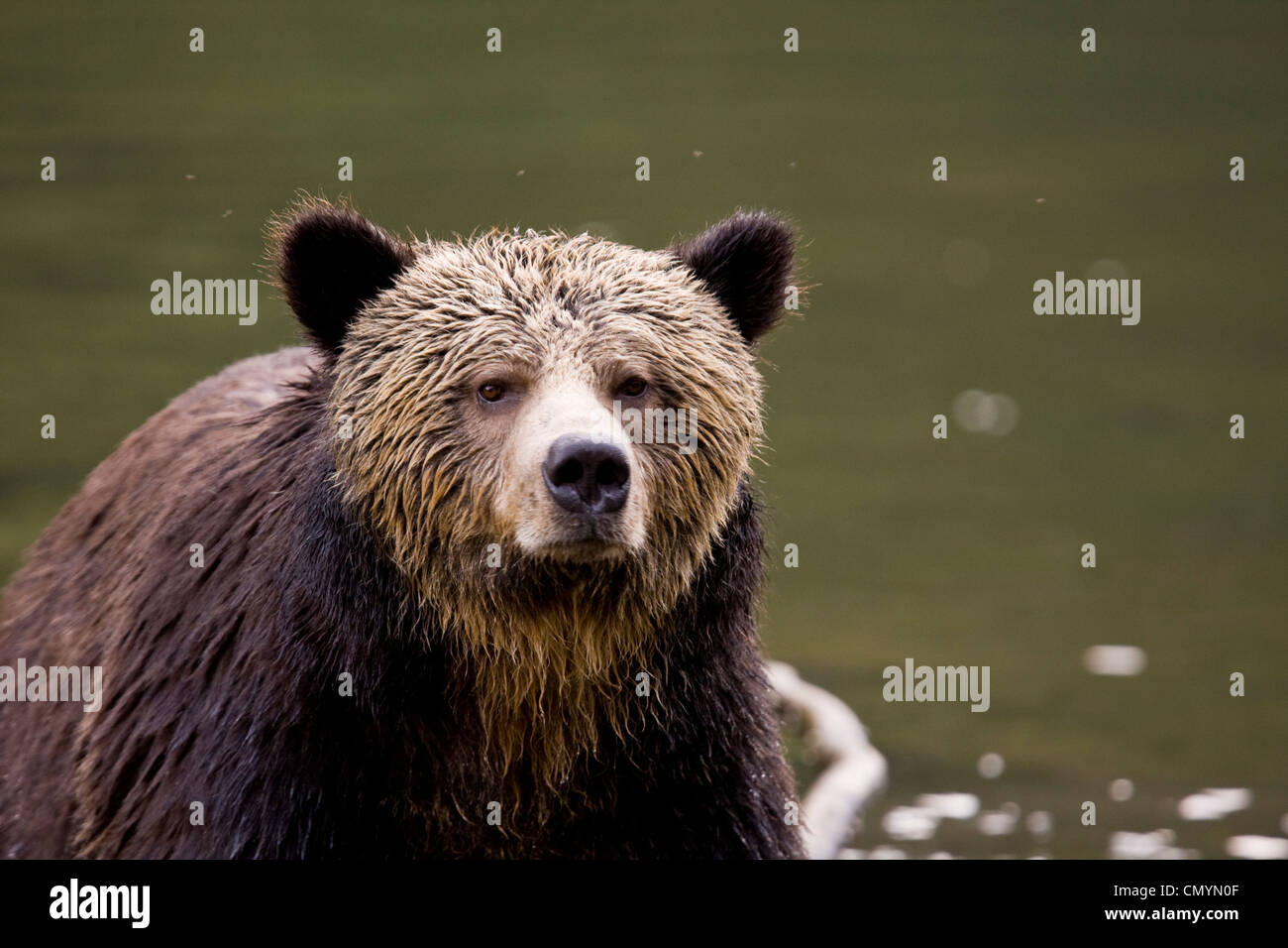 Portrait of female Grizzly Bear, Mussel River, Great Bear Rainforest ...