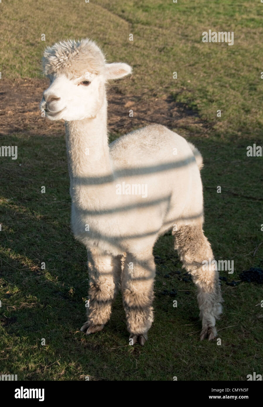 An Alpaca stands alone in an English farm field Stock Photo