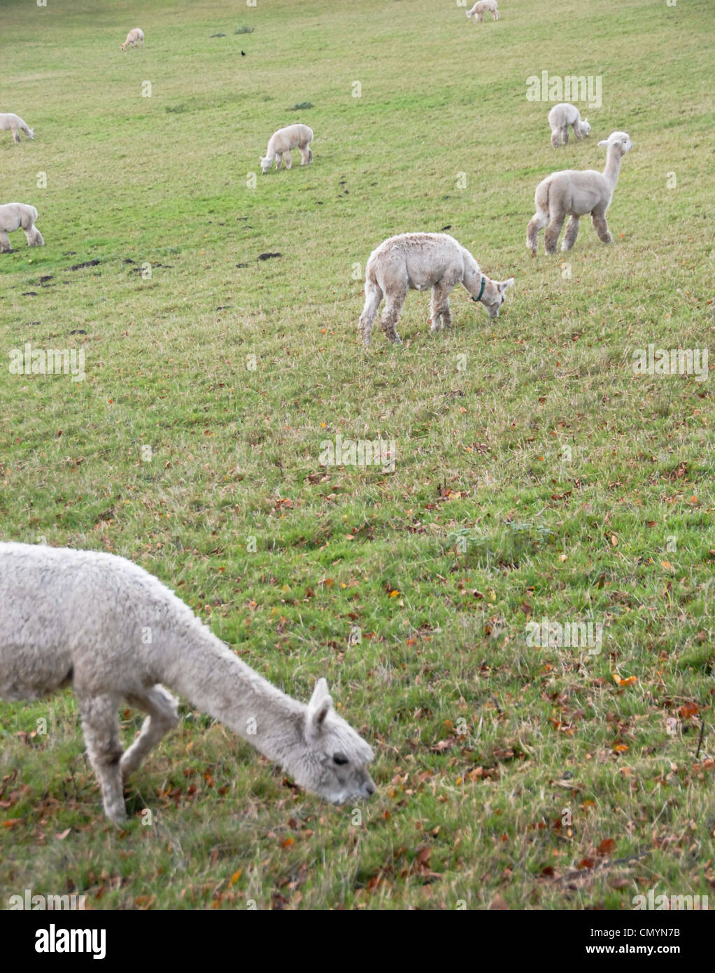 An alpaca herd grazing on an English farm Stock Photo