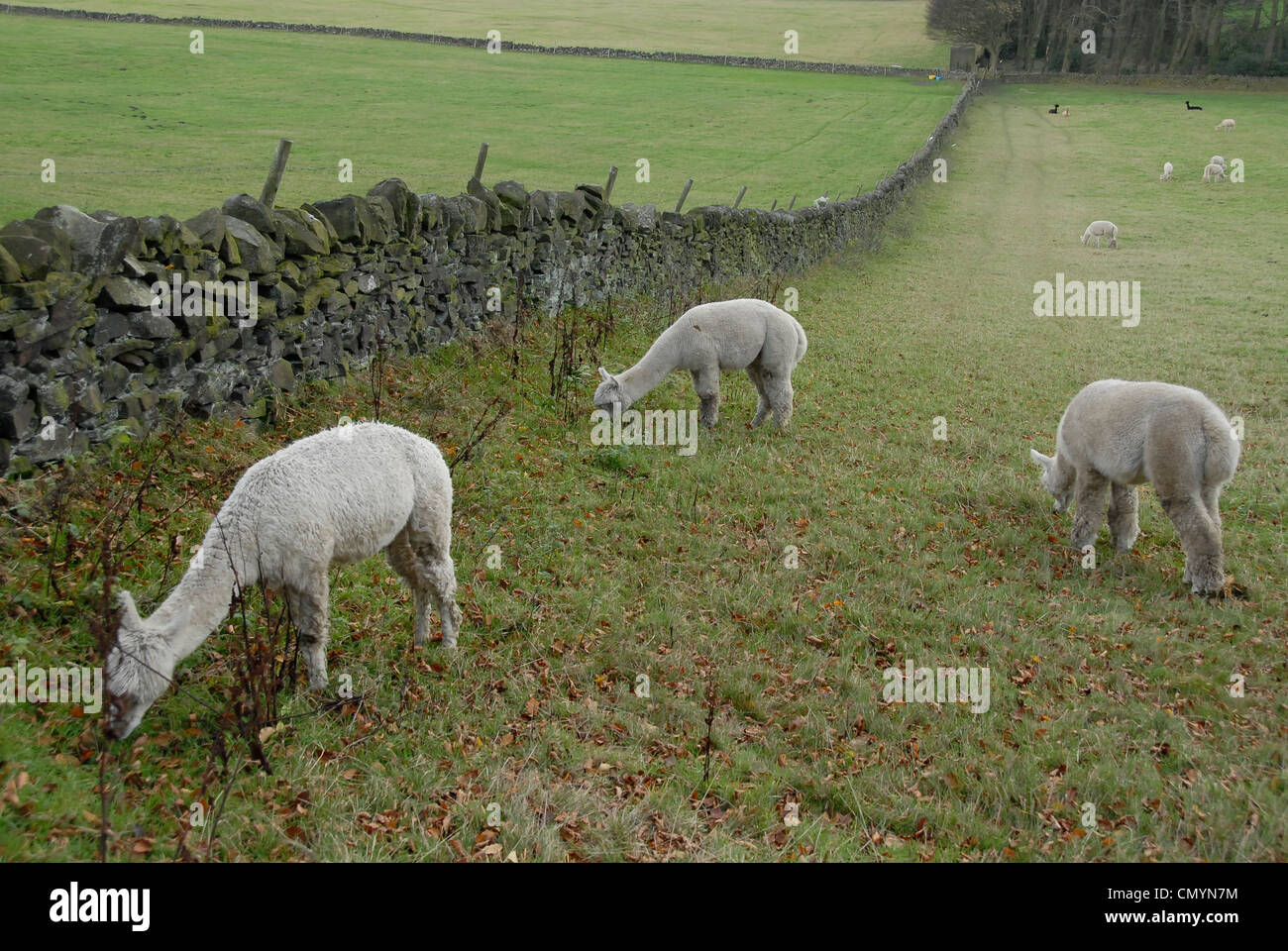 Part of a alpaca herd grazing in the corner of an English field. Stock Photo