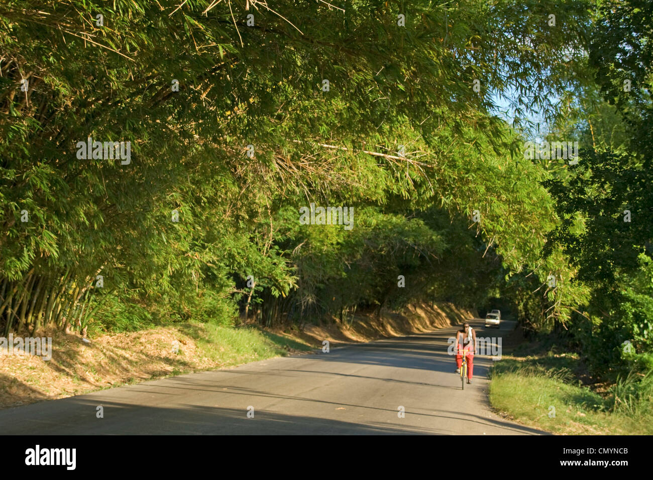 Jamaica St. Elisabeth Bamboo Avenue 2 1/2 miles long Bamboo trees