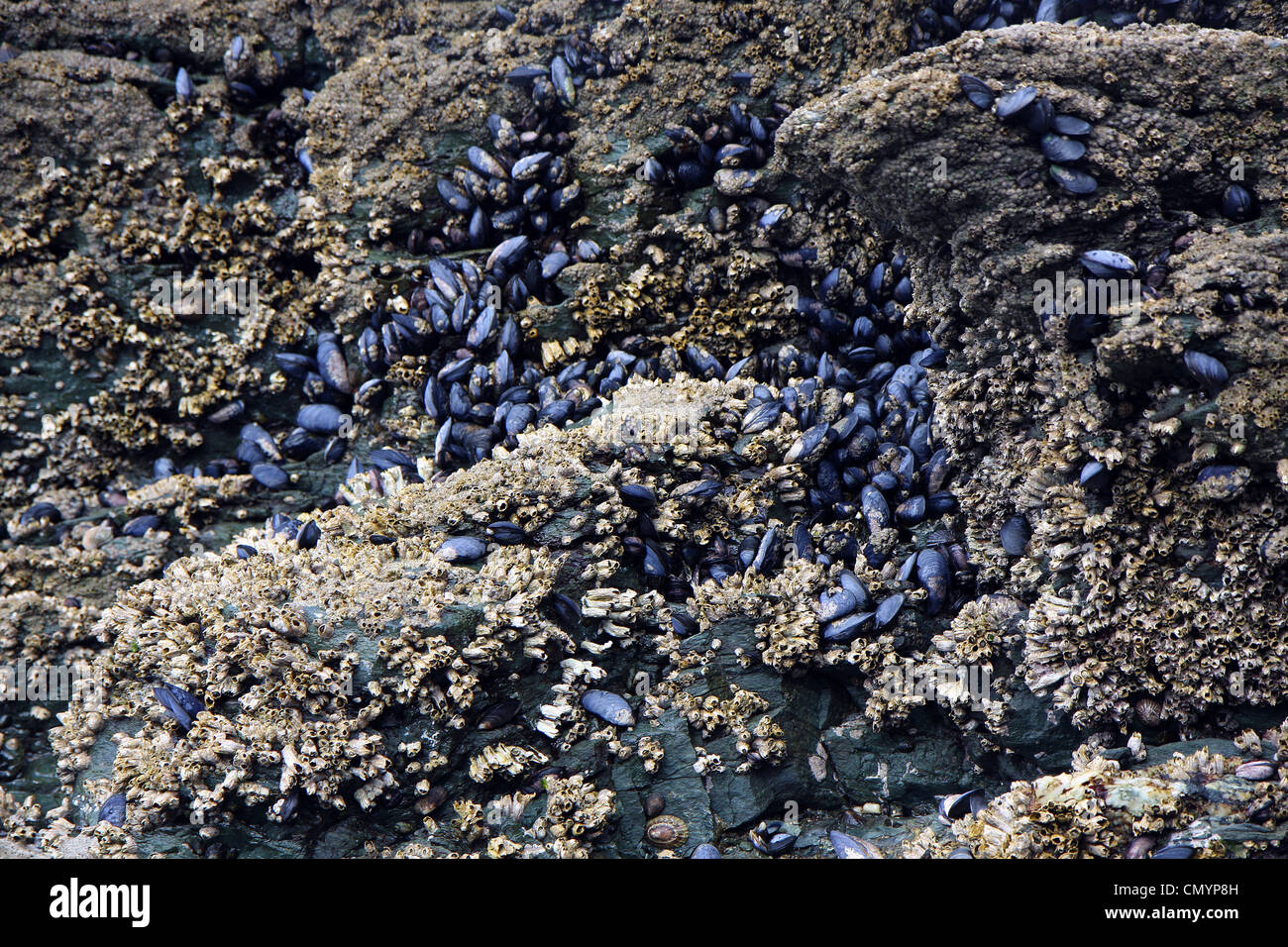 Live shells and oysters in the National park of Ushuaia in Argentina